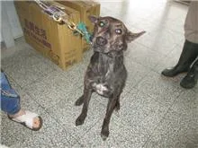 混種犬