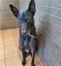 混種犬