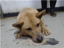 混種犬
