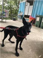 混種犬