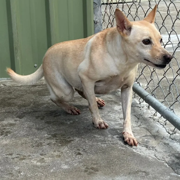混種犬