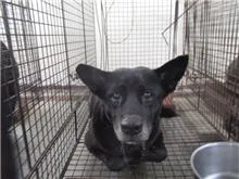 混種犬