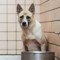 混種犬