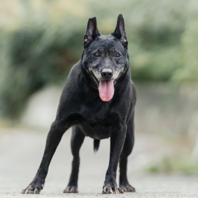 混種犬