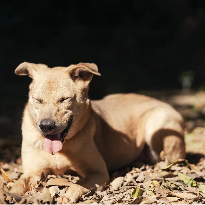 混種犬