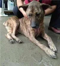 混種犬