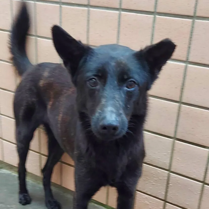 混種犬
