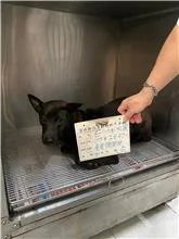 混種犬