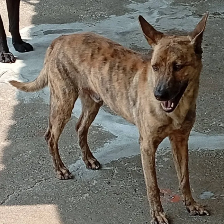 混種犬