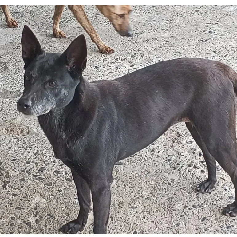 混種犬