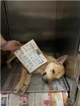 混種犬