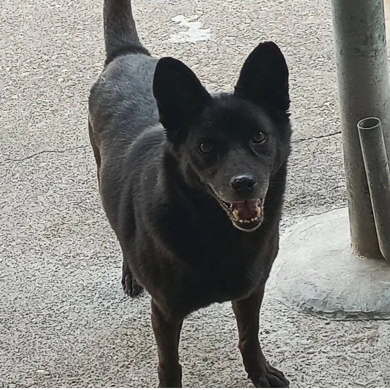 混種犬