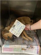 混種犬