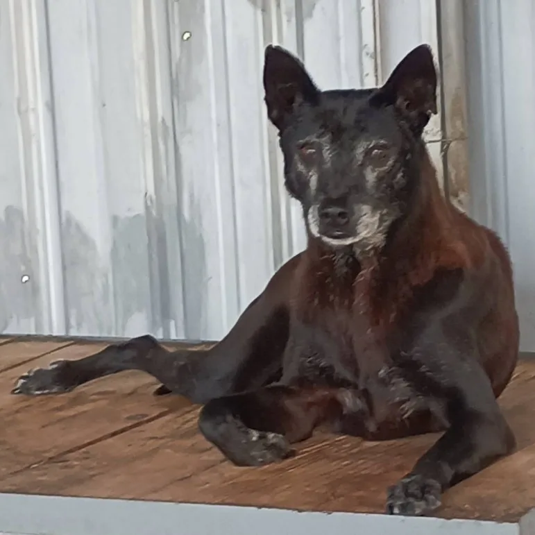 混種犬