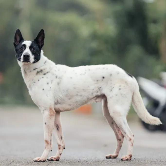 混種犬
