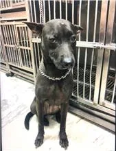 混種犬