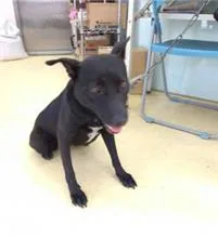 混種犬