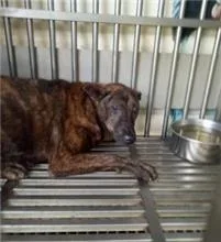 混種犬