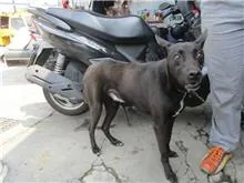 混種犬