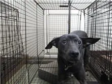 混種犬