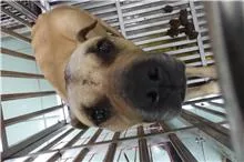 混種犬