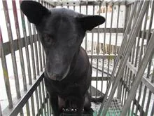 混種犬