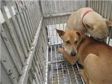 混種犬