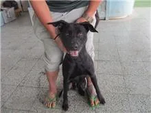 混種犬