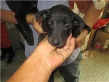 混種犬