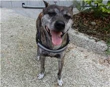 台灣犬