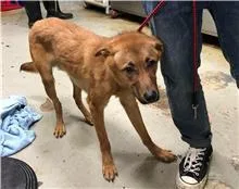 台灣犬