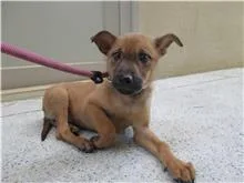 混種犬