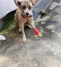 混種犬