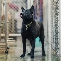 混種犬