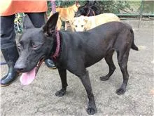 混種犬