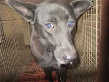 混種犬