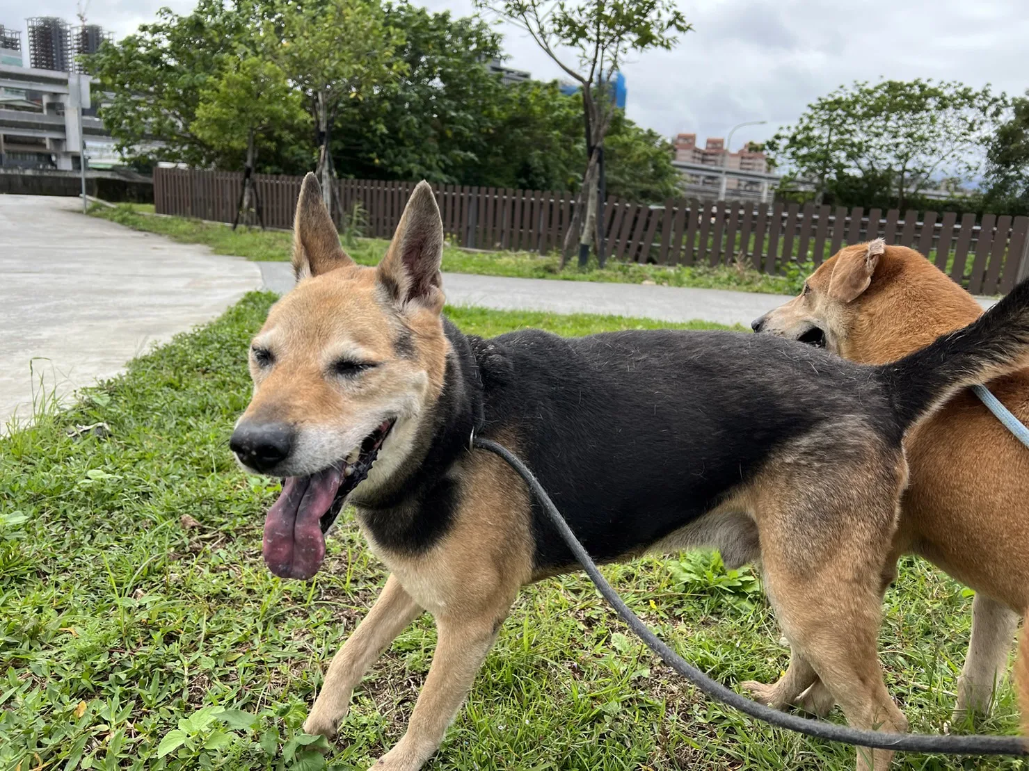混種犬