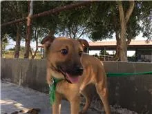 混種犬