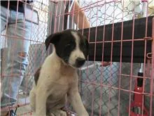 混種犬