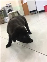 混種犬