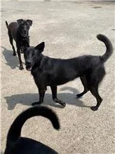 混種犬