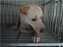 混種犬