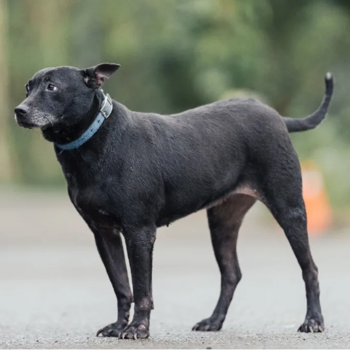 混種犬