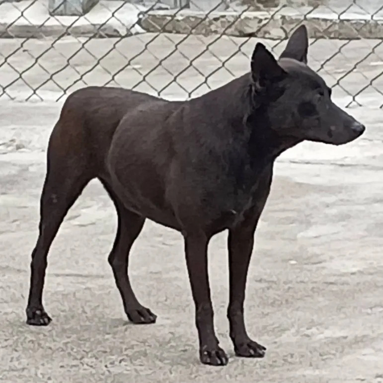 混種犬