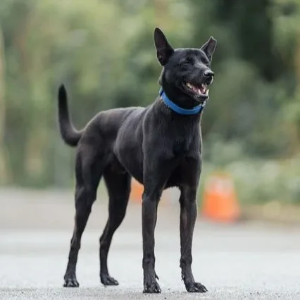 混種犬
