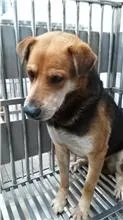 混種犬