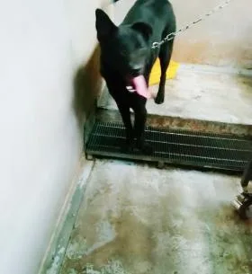 混種犬
