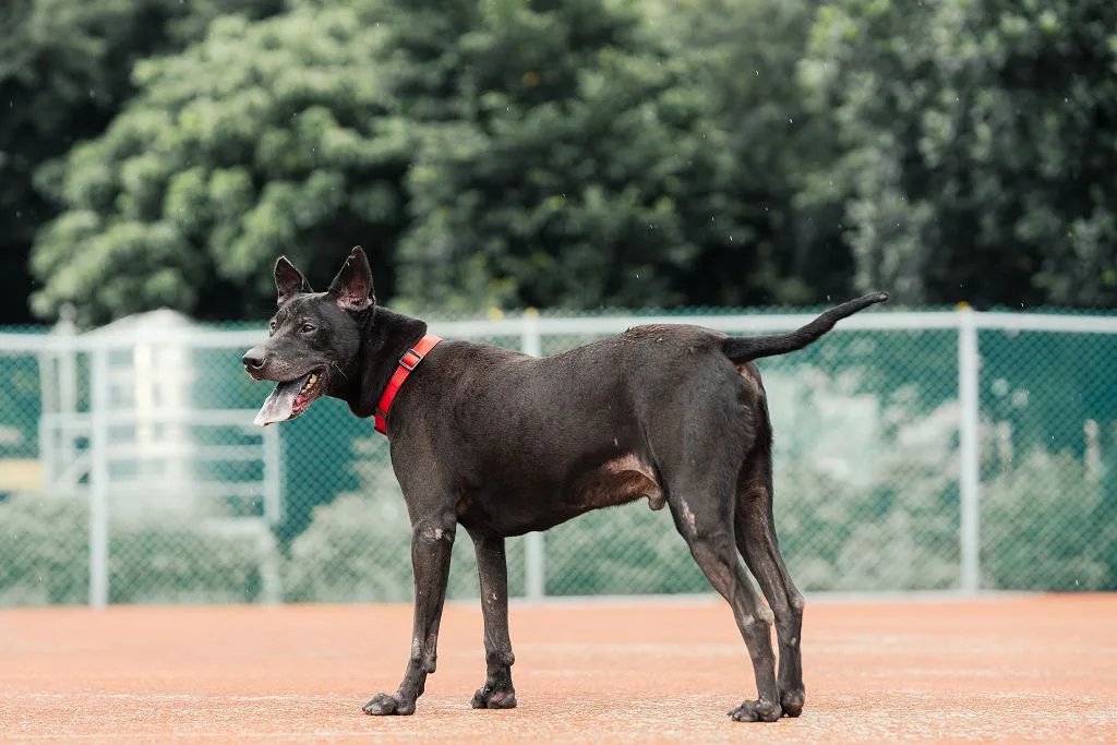 混種犬