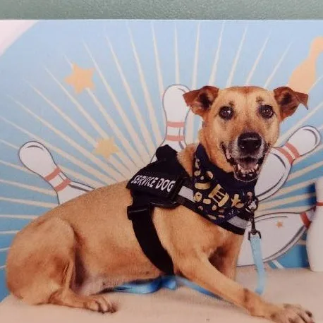 混種犬