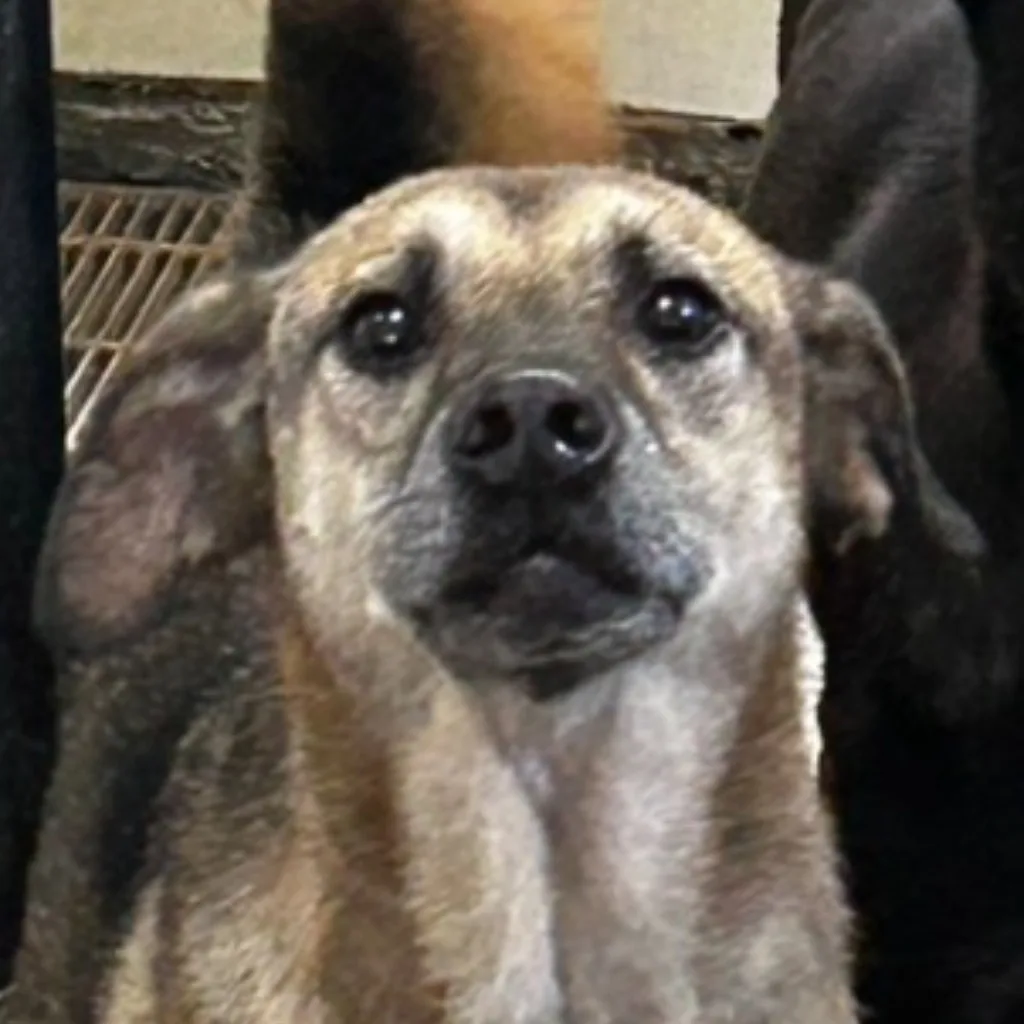 混種犬